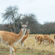 Proponen habilitar la carne de guanaco en todo el país como alternativa de consumo