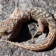 CONICET: Encuentran un reptil en extinción en Catamarca y La Rioja