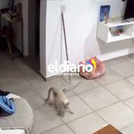 Viral: Mirá la gatita catamarqueña que la sorprende el temblor