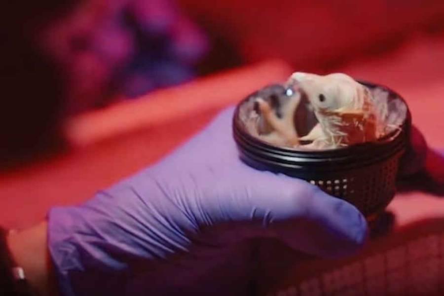 Nacieron los primeros pollitos de huevos artificiales impresos en 3D: cómo hicieron
