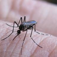 Se notificaron 258 casos nuevos de fiebre chikungunya