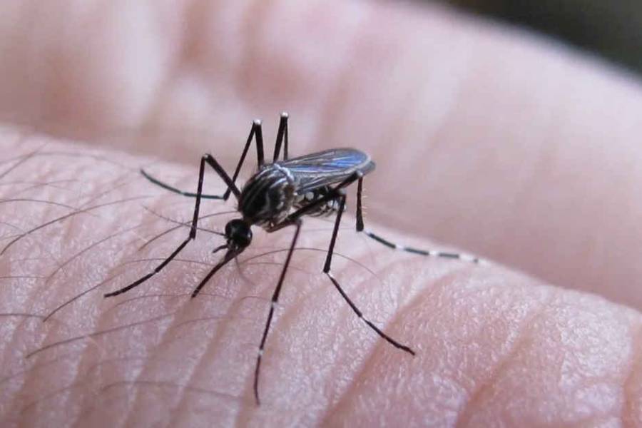 Descendieron los casos de fiebre chikungunya