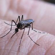 Descendieron los casos de fiebre chikungunya
