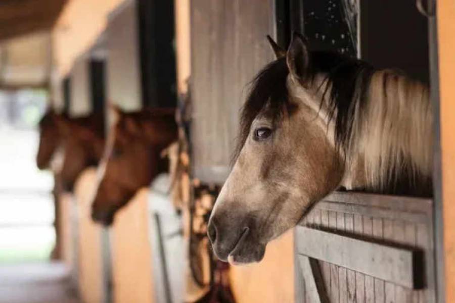 Alerta por un virus que afecta a los caballos y contagia a humanos
