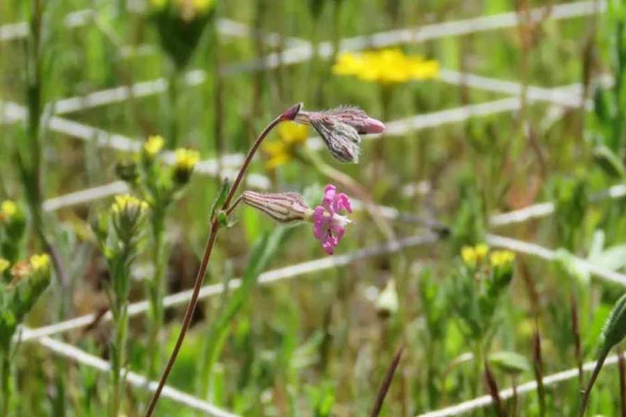 Descubrimiento: decenas de plantas pueden vivir en apenas un palmo de tierra