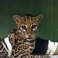 Después de 5 meses una ocelote regresó a su habitat natural: había sido atropellada en Misiones