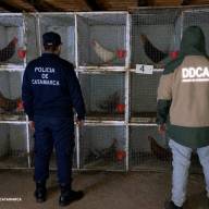 Policías desbarataron una riña de gallos clandestina