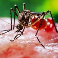 China sorprende al eliminar los mosquitos de un parque con tecnología