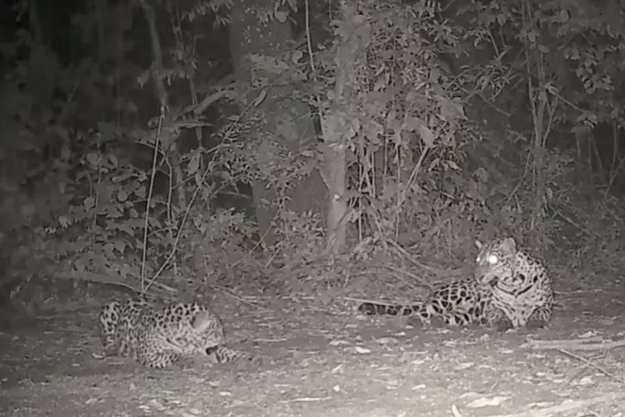 Tierno video: filmaron a un yaguareté jugando con su cachorro en Misiones y hubo sorpresa en Iguazú