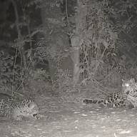 Tierno video: filmaron a un yaguareté jugando con su cachorro en Misiones y hubo sorpresa en Iguazú