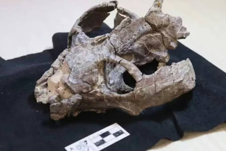 Un fósil de 236 millones de años hallado en Argentina puede cambiar la historia de la reproducción de los mamíferos