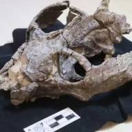 Un fósil de 236 millones de años hallado en Argentina puede cambiar la historia de la reproducción de los mamíferos