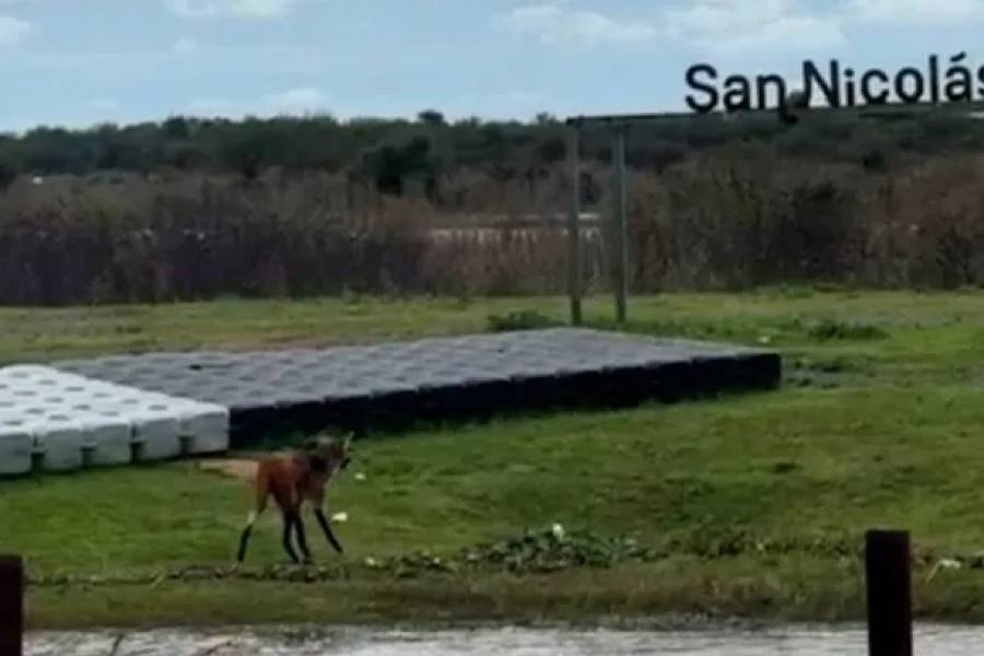 Avistaron un aguará guazú en San Nicolás: cruzó hacia la isla y sorprendió a los vecinos