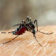 Dengue: recomiendan poner mucho foco en la prevención para evitar otro brote