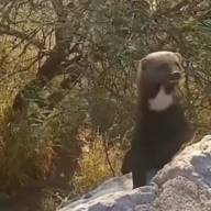 Hurones en la Cuesta del Portezuelo. A la vista de todos llenan de ternura