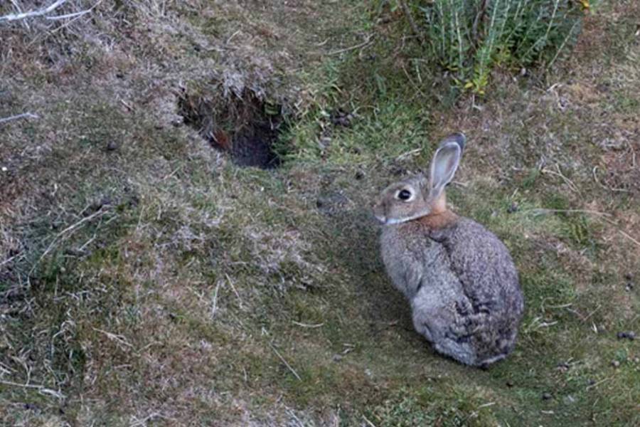 Un juez declaró a los conejos europeos como “sujetos de derecho”: los querían matar con gas fosfina en Ushuaia
