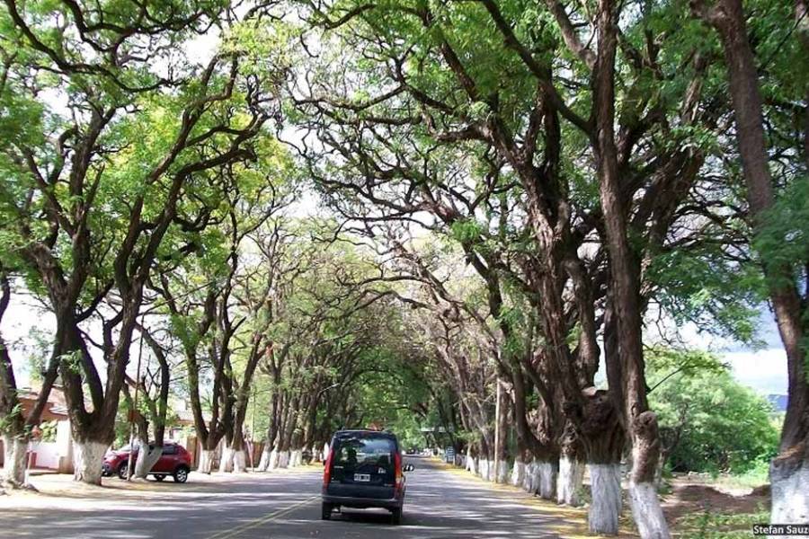Obtuvo media sanción el proyecto para proteger la histórica arboleda de Valle Viejo