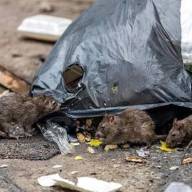 Estudio ambiental detecta roedores portadores de Hantavirus en Catamarca