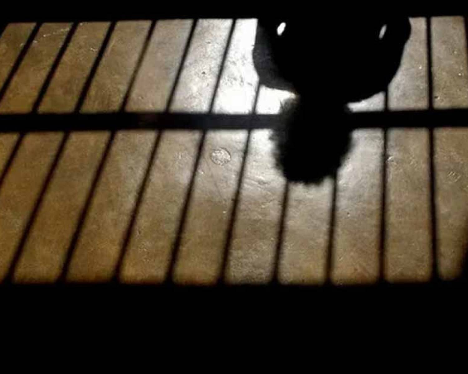 Régimen Penal Juvenil: el Gobierno definió los objetivos del programa que coordinará su implementación