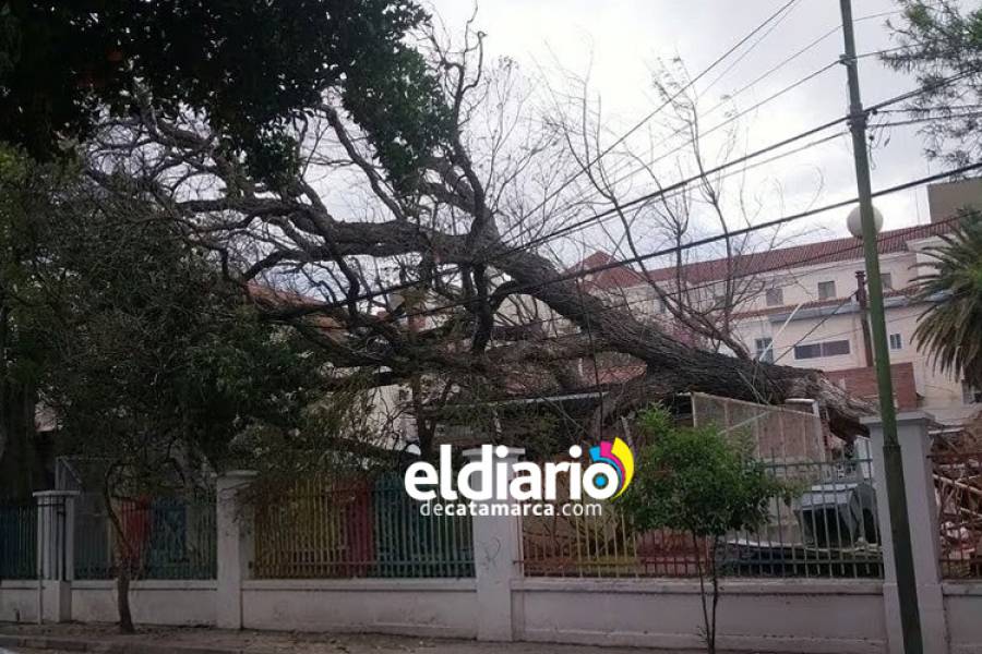 Se desplomó un árbol en el jardín del Hospital de Niños