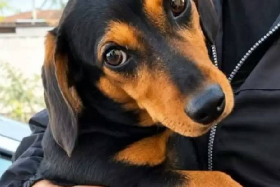 Imputan por crueldad animal al hombre que pateó a su perra en el Parque Adán Quiroga
