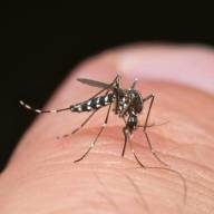 Alarma por posible brote de dengue tras el Súper Niño: qué advierten los especialistas