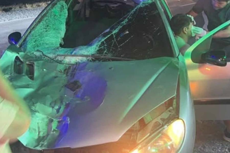 Pudo ser una tragedia: Automovilista chocó a un animal suelto en Ruta 38