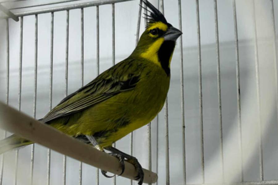 Tráfico ilegal de animales silvestres: 47 fueron repatriados