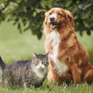 Histórico en CABA: aprueban el primer cementerio y crematorio público de mascotas