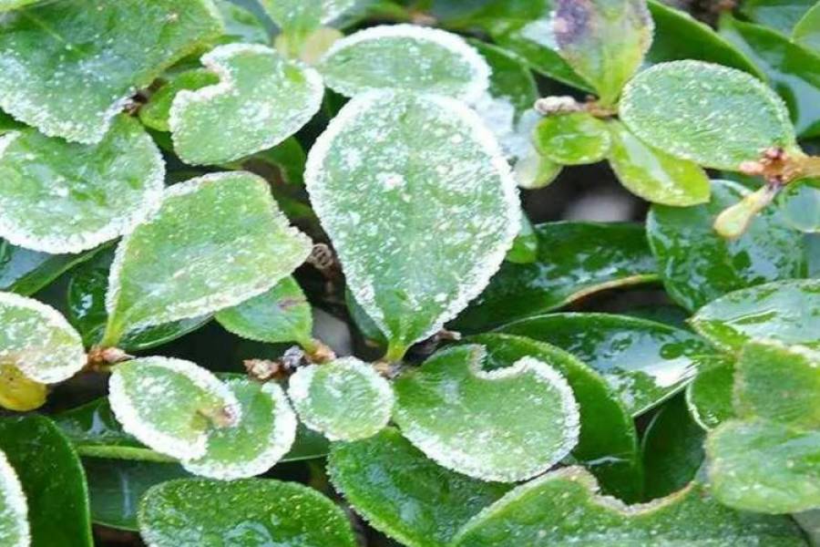 ¡Protegé tus plantas de las heladas! Tres consejos claves para mantener tu jardín saludable