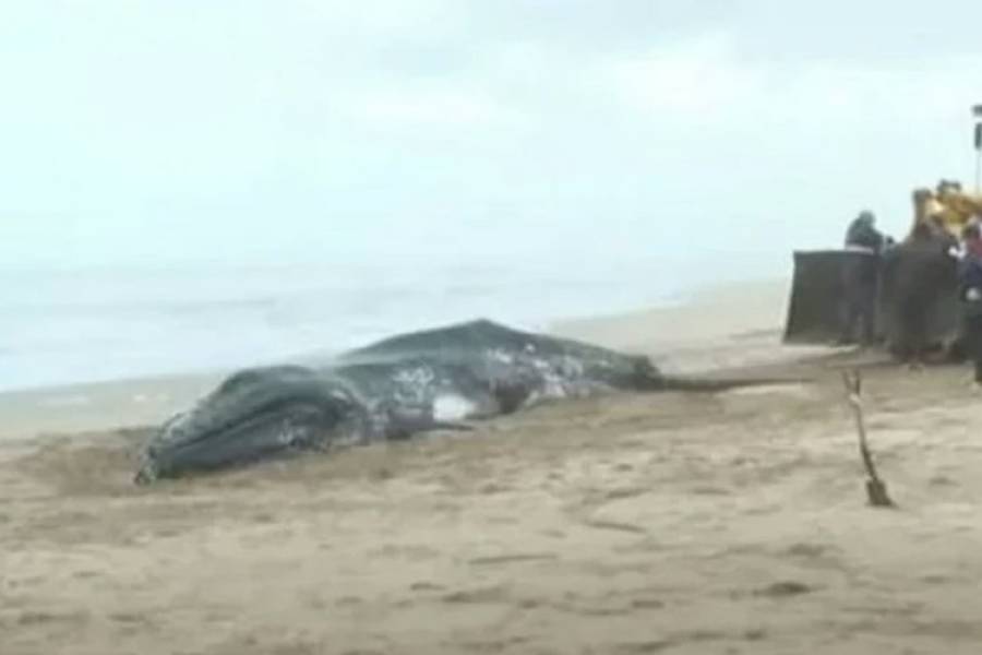Misterio en Valeria del Mar: aparecieron dos ballenas muertas en la costa e investigan las causas