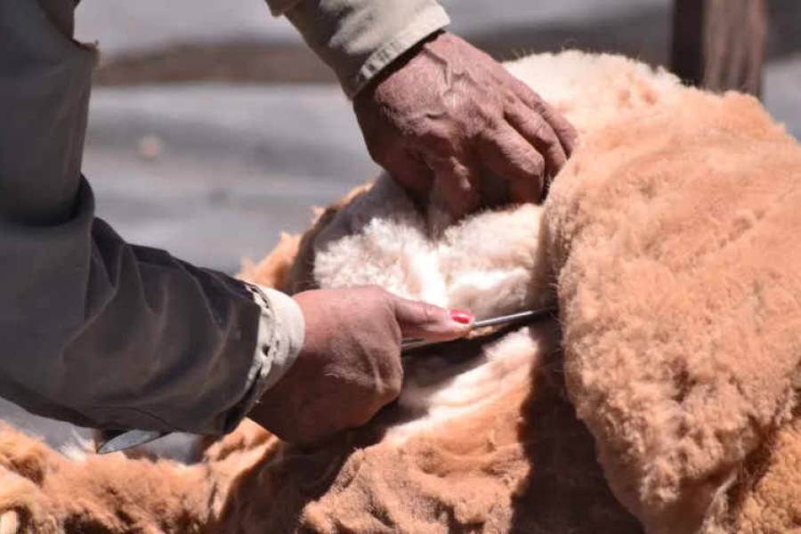 El Gobierno entregó elementos para el uso de la esquila de vicuñas