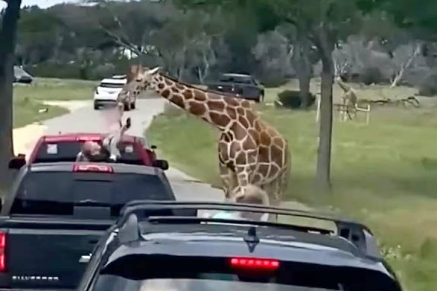 Una jirafa levantó de un vehículo a una niña de 2 años en un safari