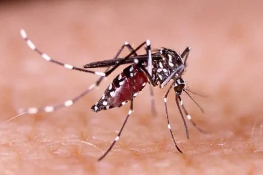 Se registraron 3 nuevos casos de Dengue en la Provincia