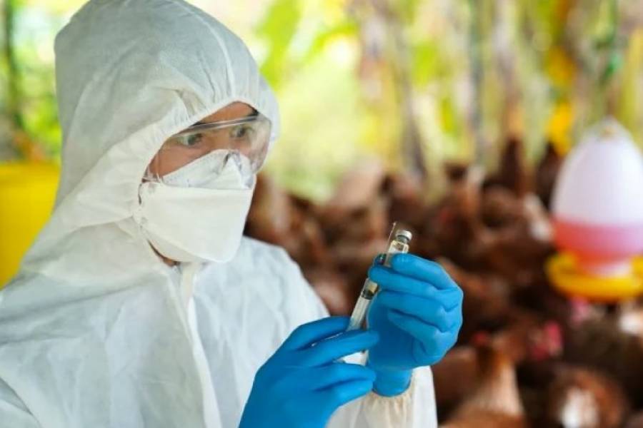 Estudio desvela un inusitado método de transmisión de la gripe aviar