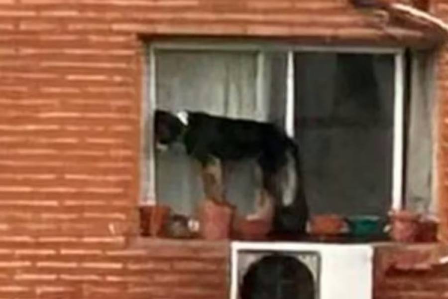 Maltrato animal en Belgrano: rescataron a un perro que estaba por caer al vacío de un sexto piso