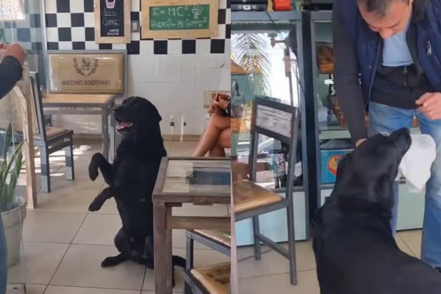 Un perro con una bolsa, plata y el pedido para comprar en la panadería del barrio que sorprendió en las redes