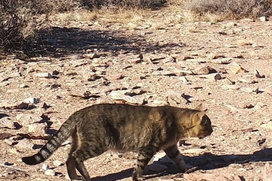 Chubut: estudian una población de gatos que vive aislada del ser humano