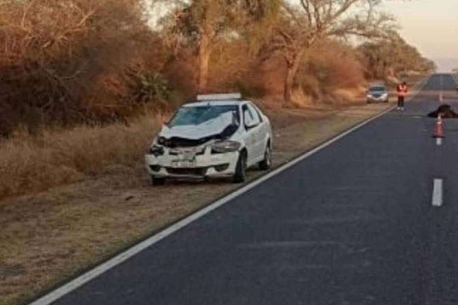 Animal suelto provocó un accidente