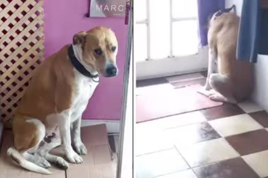 Murió su dueño y quedó devastado, pero una luz de esperanza lo conectó con un viejo amor: la historia del perro que se hizo viral