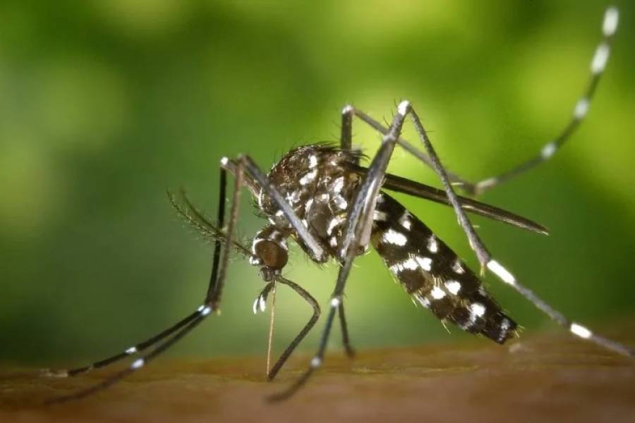 Se detectaron los dos primeros casos de dengue autóctono en Córdoba