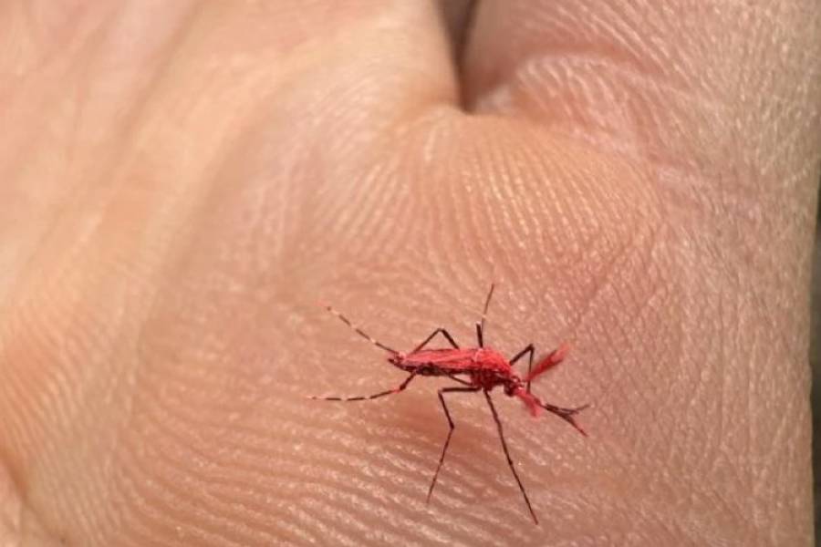 Mosquitos rojos flúor contra el dengue: cómo funcionan y qué hacer si encontramos uno