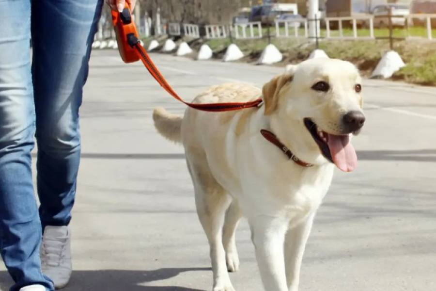 ¡A pasear con tu mascota! 1° “Caninatón” en Catamarca