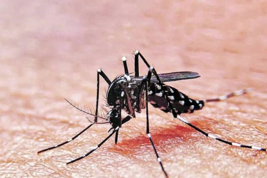 Dengue en Córdoba: detectaron el primer caso de serotipo 4 en el país