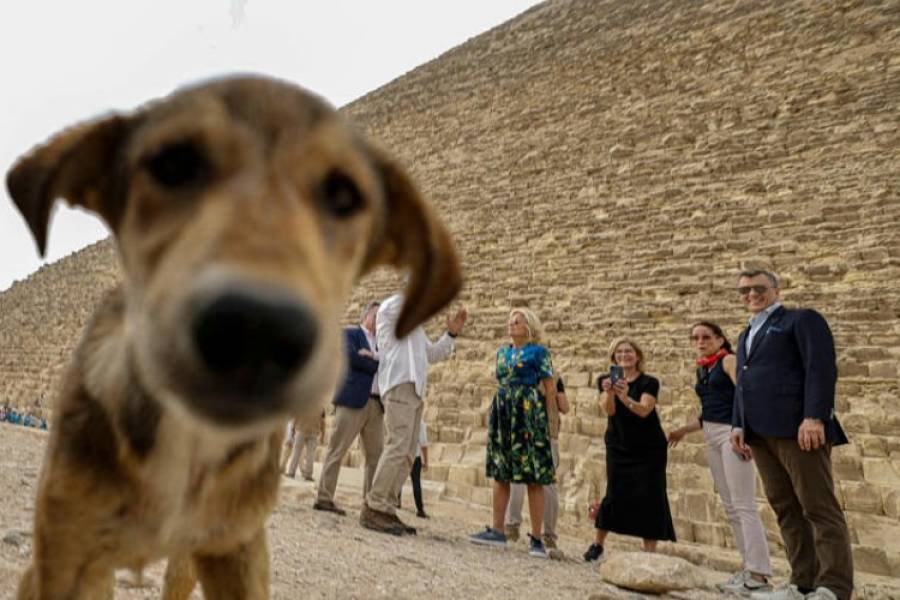 ¿Qué le ocurrió al perro egipcio que trepó una de las pirámides de Guiza?