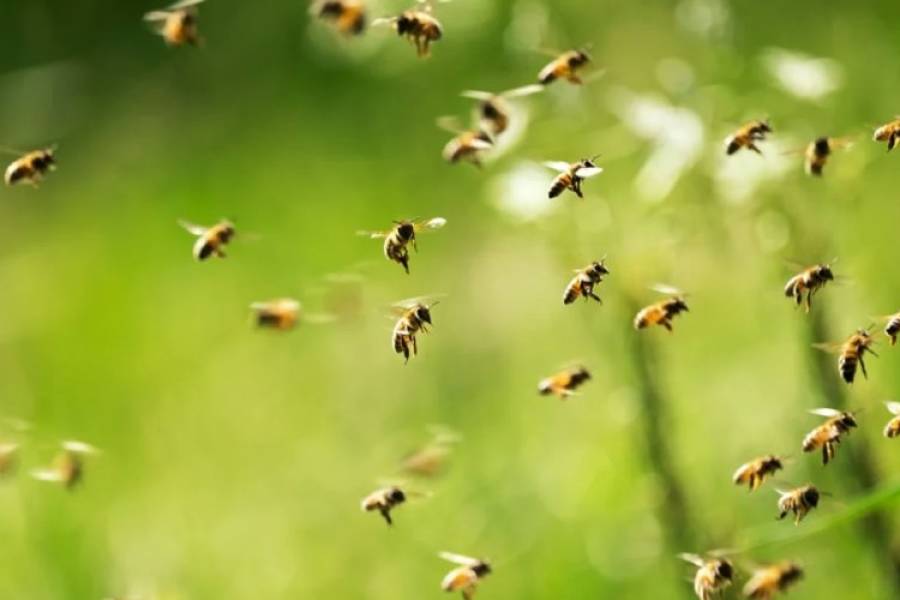 Insólito: dos hombres fueron detenidos por lanzarle abejas a policías para evitar un desalojo