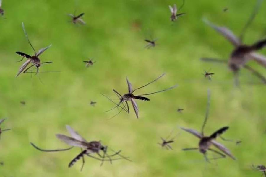 Cómo diferenciar la picadura de dengue de la de encefalitis equina